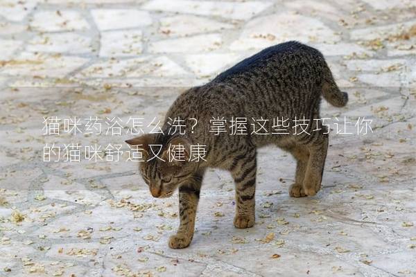 猫咪药浴怎么洗？掌握这些技巧让你的猫咪舒适又健康