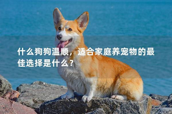 什么狗狗温顺，适合家庭养宠物的最佳选择是什么？