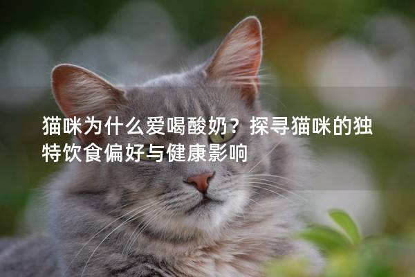 猫咪为什么爱喝酸奶？探寻猫咪的独特饮食偏好与健康影响