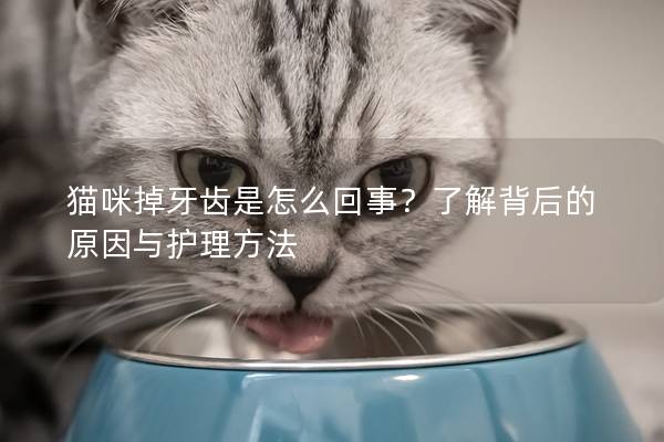 猫咪掉牙齿是怎么回事？了解背后的原因与护理方法