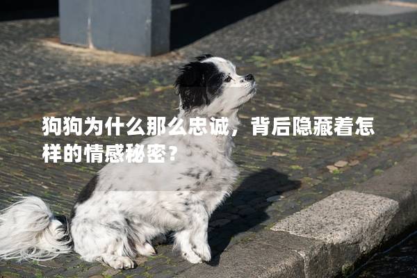 狗狗为什么那么忠诚，背后隐藏着怎样的情感秘密？