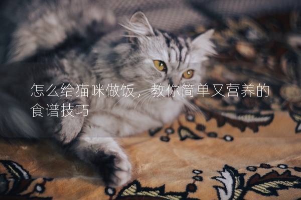 怎么给猫咪做饭，教你简单又营养的食谱技巧