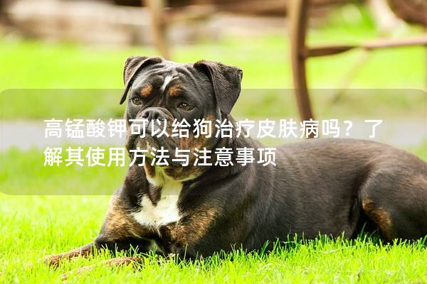 高锰酸钾可以给狗治疗皮肤病吗？了解其使用方法与注意事项