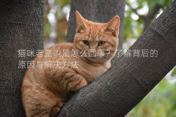 猫咪老是叫是怎么回事？了解背后的原因与解决方法