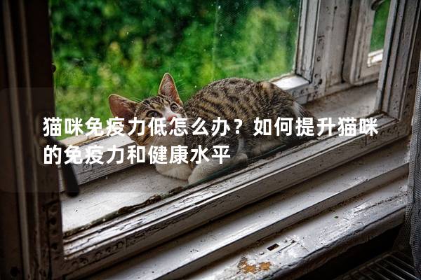 猫咪免疫力低怎么办？如何提升猫咪的免疫力和健康水平