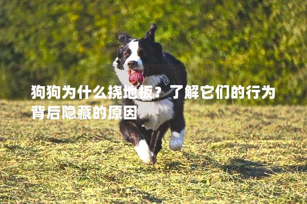 狗狗为什么挠地板？了解它们的行为背后隐藏的原因