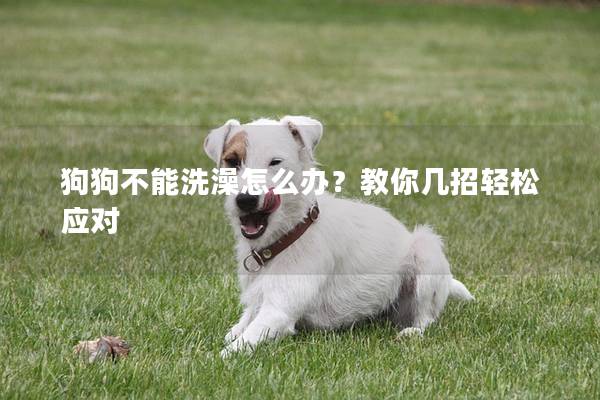 狗狗不能洗澡怎么办？教你几招轻松应对