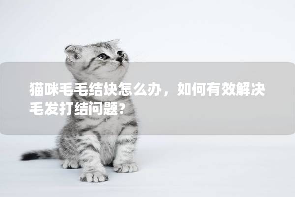 猫咪毛毛结块怎么办，如何有效解决毛发打结问题？