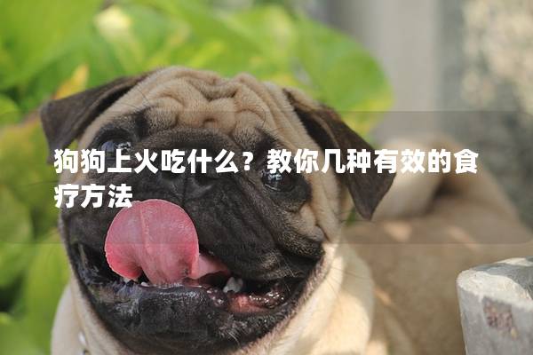 狗狗上火吃什么？教你几种有效的食疗方法