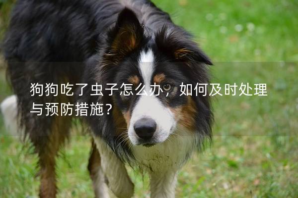 狗狗吃了虫子怎么办，如何及时处理与预防措施？