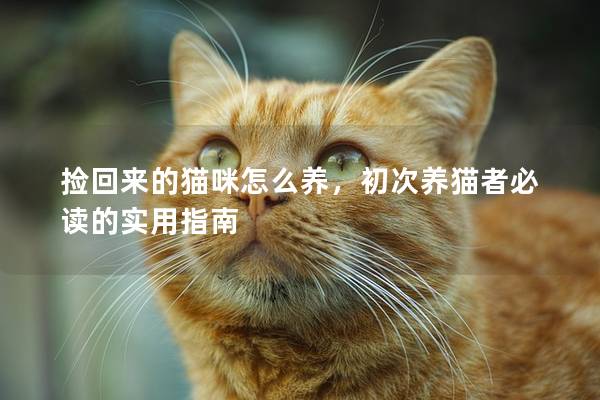 捡回来的猫咪怎么养，初次养猫者必读的实用指南