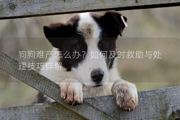 狗狗难产怎么办？如何及时救助与处理技巧详解