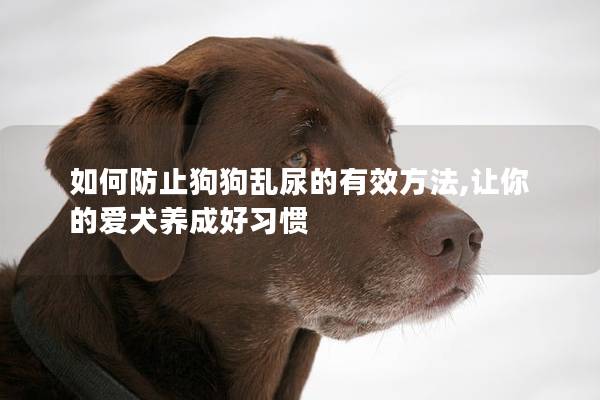 如何防止狗狗乱尿的有效方法,让你的爱犬养成好习惯