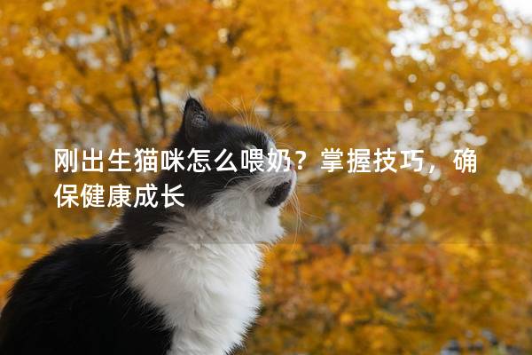 刚出生猫咪怎么喂奶？掌握技巧，确保健康成长