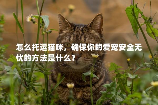 怎么托运猫咪，确保你的爱宠安全无忧的方法是什么？