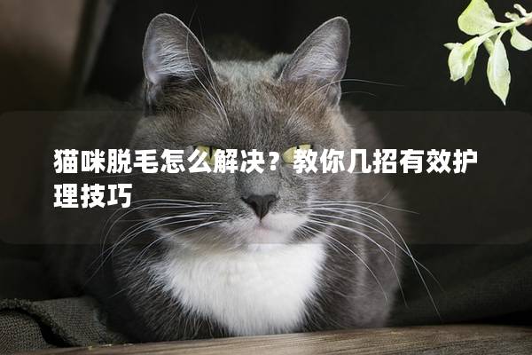 猫咪脱毛怎么解决？教你几招有效护理技巧