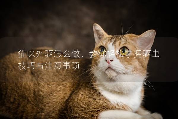 猫咪外驱怎么做，教你轻松掌握驱虫技巧与注意事项