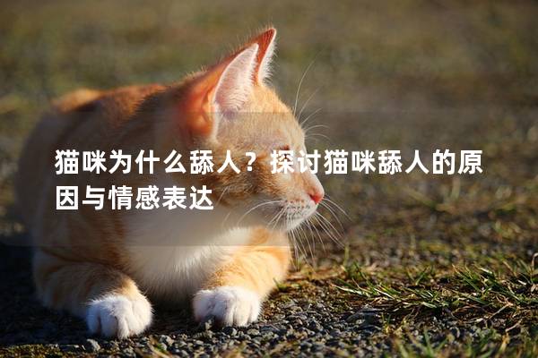 猫咪为什么舔人？探讨猫咪舔人的原因与情感表达