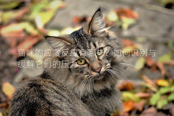 猫咪的应激反应有哪些？如何识别与缓解它们的压力