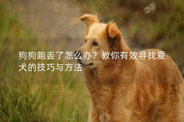 狗狗跑丢了怎么办？教你有效寻找爱犬的技巧与方法