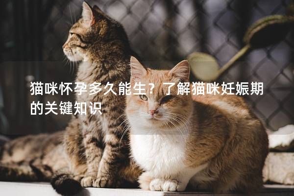 猫咪怀孕多久能生？了解猫咪妊娠期的关键知识