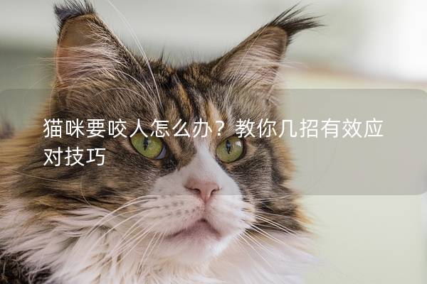 猫咪要咬人怎么办？教你几招有效应对技巧