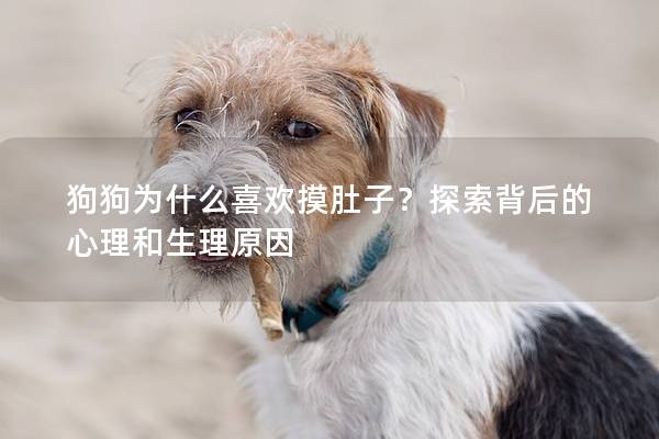 狗狗为什么喜欢摸肚子？探索背后的心理和生理原因