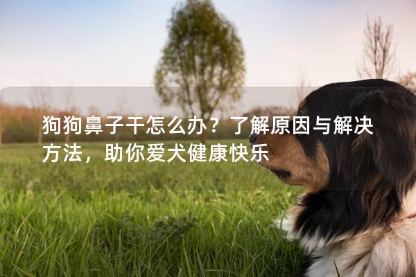 狗狗鼻子干怎么办？了解原因与解决方法，助你爱犬健康快乐