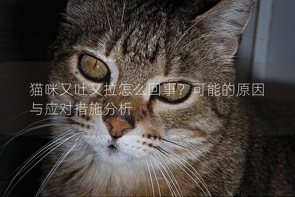 猫咪又吐又拉怎么回事？可能的原因与应对措施分析