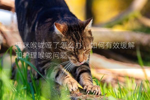 猫咪喉咙哑了怎么办，如何有效缓解和护理喉咙问题