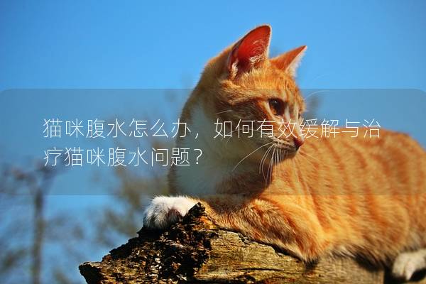 猫咪腹水怎么办，如何有效缓解与治疗猫咪腹水问题？