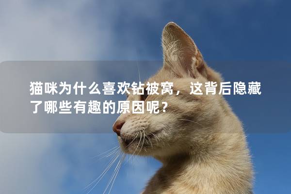 猫咪为什么喜欢钻被窝，这背后隐藏了哪些有趣的原因呢？