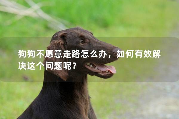 狗狗不愿意走路怎么办，如何有效解决这个问题呢？