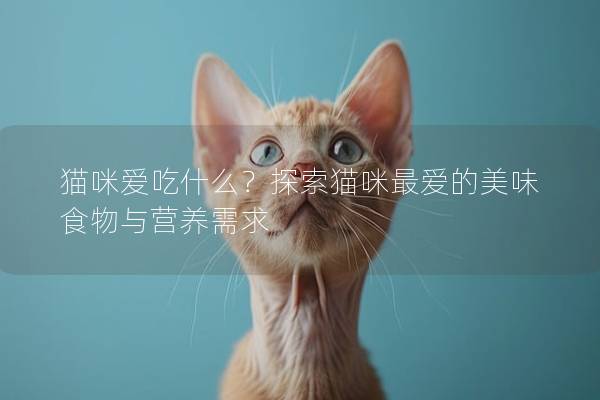 猫咪爱吃什么？探索猫咪最爱的美味食物与营养需求