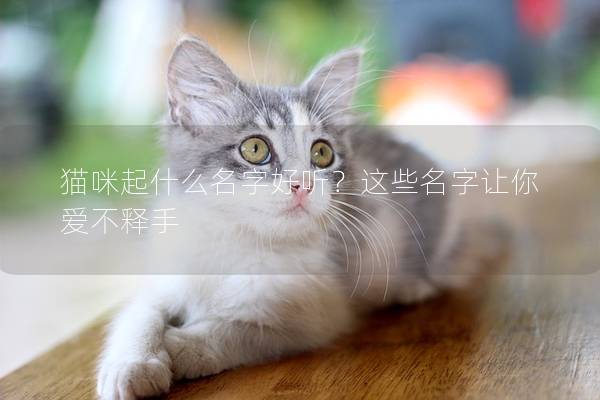 猫咪起什么名字好听？这些名字让你爱不释手