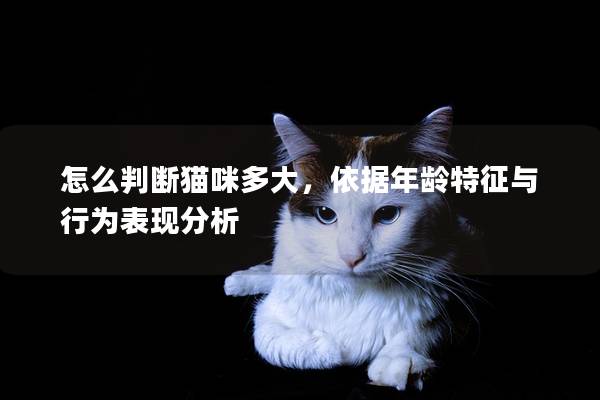 怎么判断猫咪多大，依据年龄特征与行为表现分析