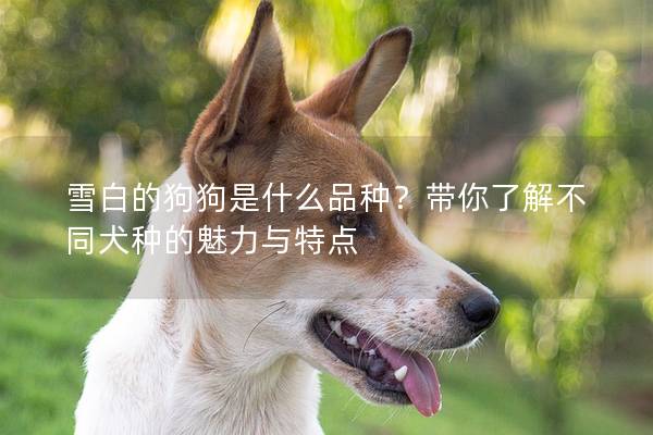 雪白的狗狗是什么品种？带你了解不同犬种的魅力与特点