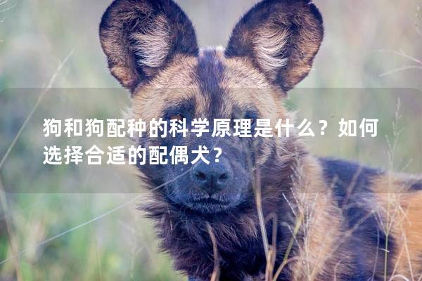 狗和狗配种的科学原理是什么？如何选择合适的配偶犬？