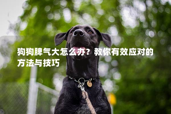 狗狗脾气大怎么办？教你有效应对的方法与技巧