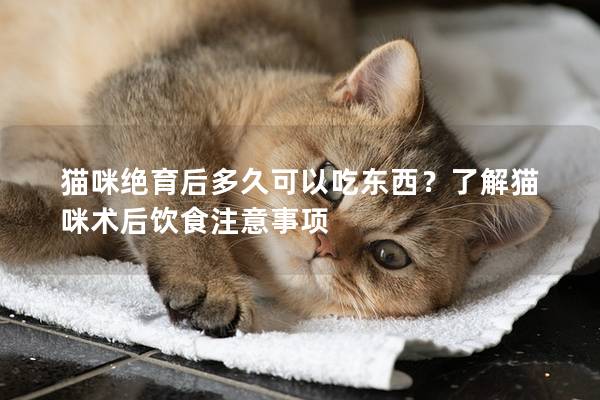 猫咪绝育后多久可以吃东西？了解猫咪术后饮食注意事项