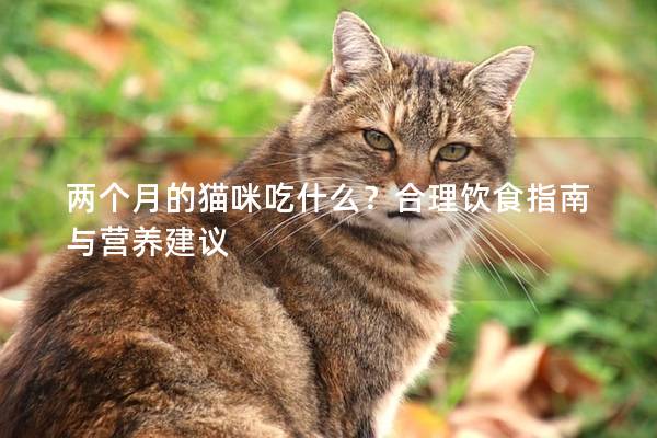 两个月的猫咪吃什么？合理饮食指南与营养建议