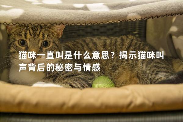 猫咪一直叫是什么意思？揭示猫咪叫声背后的秘密与情感