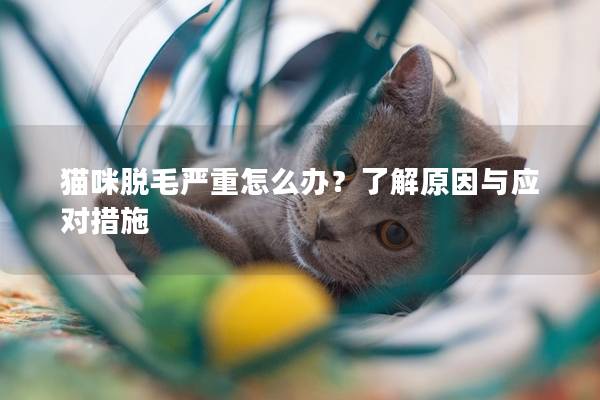 猫咪脱毛严重怎么办？了解原因与应对措施