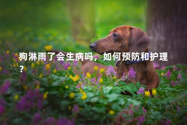 狗淋雨了会生病吗，如何预防和护理？