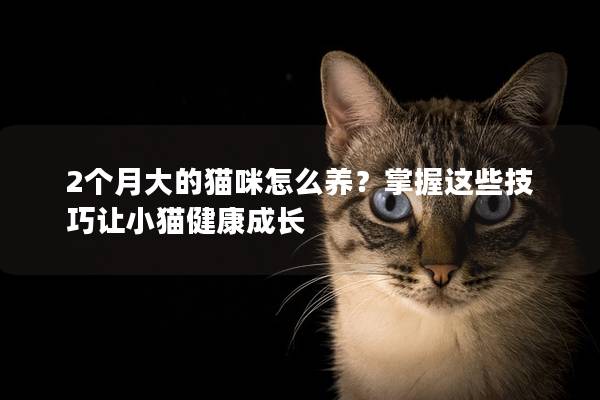 2个月大的猫咪怎么养？掌握这些技巧让小猫健康成长