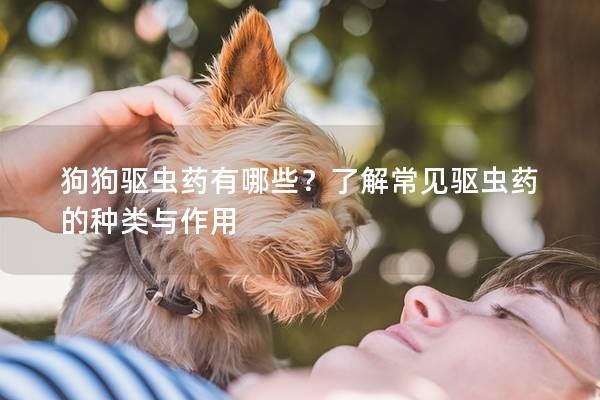 狗狗驱虫药有哪些？了解常见驱虫药的种类与作用