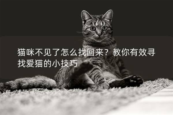 猫咪不见了怎么找回来？教你有效寻找爱猫的小技巧