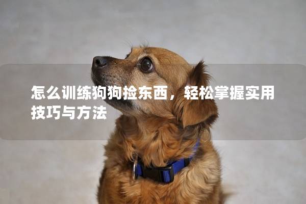 怎么训练狗狗捡东西，轻松掌握实用技巧与方法