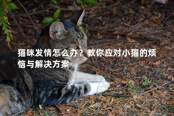 猫咪发情怎么办？教你应对小猫的烦恼与解决方案