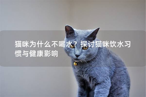 猫咪为什么不喝水？探讨猫咪饮水习惯与健康影响